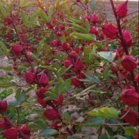 بوته صیفی جات