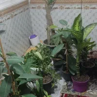 گل وگیاه|گل و گیاه طبیعی|بندر ماهشهر, |دیوار