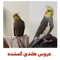 عروس هلندی گمشده