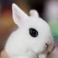 خرگوش پت شاپ