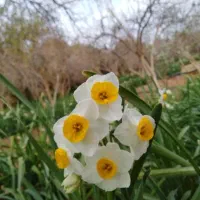 گل نرگس شهلادرجه یک|گل و گیاه طبیعی|شیراز, آزادگان|دیوار