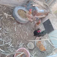 ۳ مرغ و ۱ خروس پرکلاغی اصل