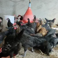 جوجه خروس محلی