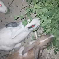 نه عدد خرگوش