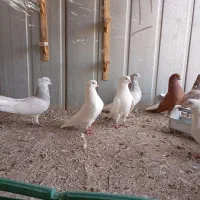 کبوتر فروشی