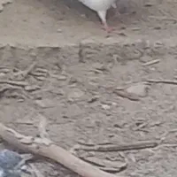 کفتر|پرنده|تخت, |دیوار