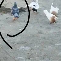 کفتر نر و ماده|پرنده|نیشابور, شهرک اندیشه|دیوار