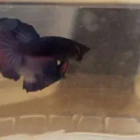 فایتر آماده تکثیر