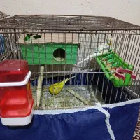 فروش جفت مرغ عشق|پرنده|بندر ماهشهر, |دیوار