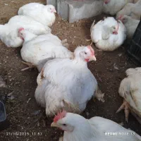 مرغ گوشتی ارگانیک زیر قیمت بازار|حیوانات مزرعه|تاتار علیا, |دیوار