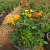 باغبانی سمپاشی درخت وگل هرس کاری در تمام نقاط مشهد|خدمات باغبانی و درختکاری|مشهد, رضاشهر|دیوار