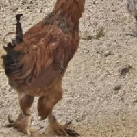 معاوضه خروس با خروس
