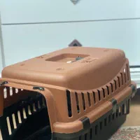 گربه ماده پرشین|گربه|ارومیه, |دیوار