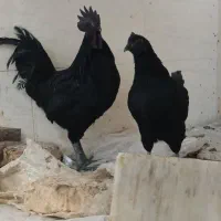 انواع جوجه و مرغ و خروس محلی و نژاد دار