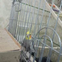 عروس هلندی|پرنده|بندر ماهشهر, |دیوار