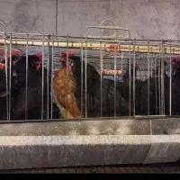 مرغ رسمی مشکی و رنگی|حیوانات مزرعه|قم, هنرستان|دیوار