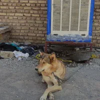 دو قلاده سگ