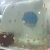 جوجه دیسکس|ماهی|رشت, ولکس|دیوار