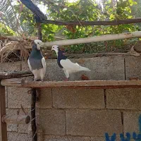 جفت طوقی