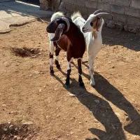 بز داشتی