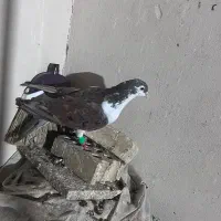 کفتر رنگه|پرنده|مشهد, شهید قربانی|دیوار