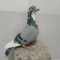 قره مسافتی|پرنده|شیراز, شاهچراغ|دیوار