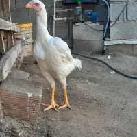 مرغ لاری نسلدار|حیوانات مزرعه|گمیشان, |دیوار