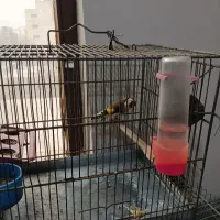 سهر امسالی جوجه قفس حلقه پا|پرنده|مبارکه, |دیوار