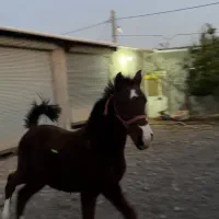 کره نریان کرد خالص