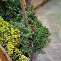 پرستار وخدمات امور منزل