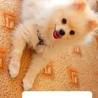 سگ پامرانین|سگ|نیشابور, خط کاشمر|دیوار