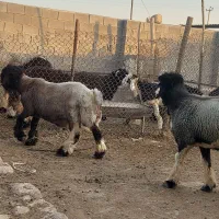 بره قوچ بختیاری|حیوانات مزرعه|شیراز, گویم|دیوار