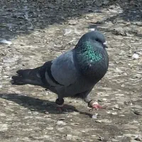 سبز بحرینی و کله سبز بحرینی