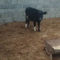 گوساله گوسفند بره|حیوانات مزرعه|وحیدیه, |دیوار