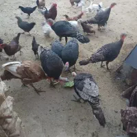 بوقلمون نر و ماده