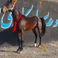 اسب کرد