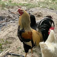 بوقلمون خروس مرغ