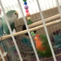 طوطی برزیلی