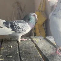 پلاکی با اصالت