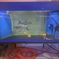 اکواریوم بزرگ و مانستر AQUA SEYF