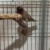 فنچ  پرل شکلاتی جفت بنگالی|پرنده|هشتگرد, هشتگرد قدیم|دیوار