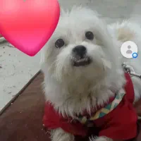 سگ گمشده|حیوانات|مبارکه, |دیوار