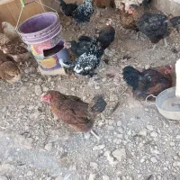 مرغ و خروس|حیوانات مزرعه|ری, علایین|دیوار