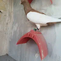 کبوتران علی خلیلی