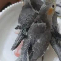 مرغ عروس ۴۵ روز