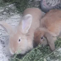 دو عدد خرگوش لوپ|موش و خرگوش|شوشتر, |دیوار