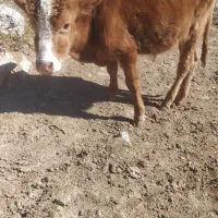 گاویا.گوساله|حیوانات مزرعه|پاپی, |دیوار