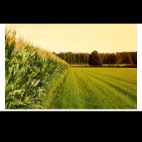 زمین-کشاورزی-سند-تک-برگ-دار-با-8ساعت-آب