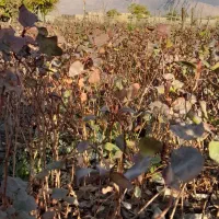 نهال پسته بادامی ریز زرندی|گل و گیاه طبیعی|ماهان, |دیوار