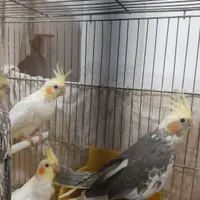 طوطی عروس هلندی|پرنده|رشت, رشتیان|دیوار